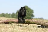 SCHIPPERKE 126